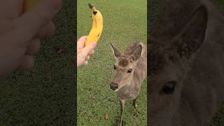 Deer Runs After Banana