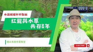 【懶人生態水草】破除業界限制，打造水草缸奇蹟，紅龍與水草相伴8年，水草缸依舊迷人不衰！