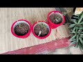 pushpanjaliashoke unboxing online plant shopping india climbingrose plant review roseplant rose