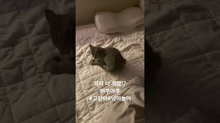 고양이는 왜 자기 꼬리로 장난을 칠까?