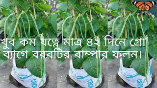 গ্রো ব্যাগে বরবটির বাম্পার ফলন | Long Beans Cultivation | শখের কাজ | ছাদ বাগান |