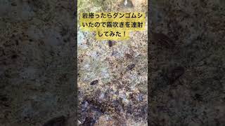 団子状態のダンゴムシ vs 霧吹き！まさかの展開に爆笑ww