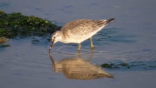 Red Knots