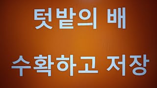 [텃밭농부. 407]  텃밭의 배 수확하고 저장.배재배.배수확