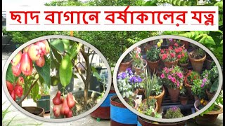 বর্ষাকালে ছাদ এবং ছাদের গাছ ভালো রাখার টিপস // Tips for monsoon gardening // Save plants from rain