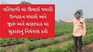 વરિયાળી માં ઊંચાઈ વધારી ઉત્પાદન વધારો અનેજીરું અને ચણાપાક માં સુકારાનું નિયંત્રણ કરો આ સરળ પદ્ધતિ