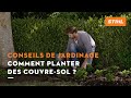 Comment planter des couvre-sol ? - Conseils de jardinage STIHL