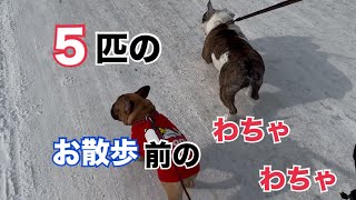 ５匹のお散歩前のわちゃわちゃ！