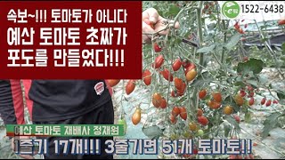 여름 토마토 5화방 재배에서 올해 처음으로 13화방 넘게 재배한 방법은?? 현재 8화방 수확 벌써 주당 3kg 이상 수확!! 그리고 당도는 10브릭스!!도와주세요 토마토맨!!!