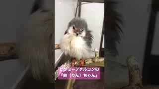 【静岡県：掛川花鳥園】ピグミーファルコンの女の子 #Shorts#ピグミーファルコン