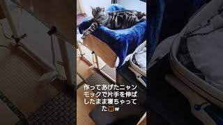 作ってあげたニャンモックで片手を伸ばしたまま寝ちゃってた可愛い猫ちゃん🐱 ムチムチボディのアメリカンショートヘア🎵