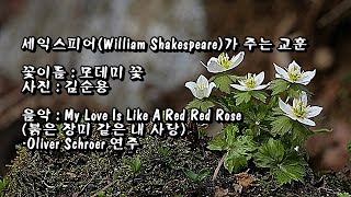 세익스피어(William Shakespeare)가 주는 교훈 \u0026 사진 : 김순용