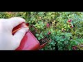 finnish superfood lingonberry vaccinium vitis idaea