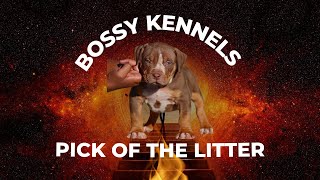 Choosing “Pick of the Litter” with Bossy Kennels