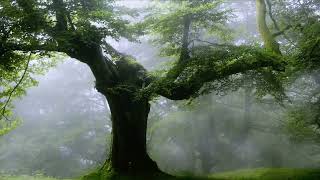Magical Forest | Fairy Flute Sound, Beutiful Ambience| For Deep Sleep, Relaxation, Relax, Meditation