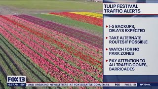 Tulip festival traffic alerts | FOX 13 Seattle