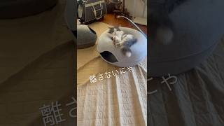 最小限の動きで仕留めるグータラ猫#ノルウェージャンフォレストキャット#norwegianforestcat #猫と遊ぶ