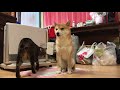 柴犬ハナとキジトラ猫クロ 油断すると特等席はとられます shiba and cat loves heater