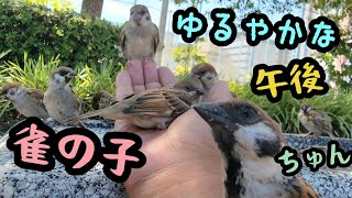 のんびり寛ぐスズメの子【PIPIPIの雀日記 】