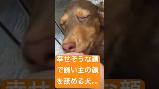 幸せそうな顔で飼い主の顔を舐める犬【ミニチュアダックスフンド】 #shorts #ミニチュアダックスフンド #ダックスフンド #ダックス #犬 #dachshund #dog