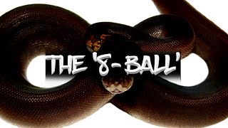 The '8-Ball' Ball Python