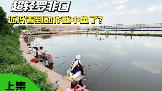 黑坑钓罗非，还没开钓，饵料就被鸡吃了，塞鱼护里一并把鸡回了【游钓黑坑一疯子】