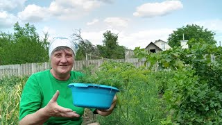 Заготовляємо кріп на зиму.