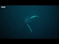 Deadly Killer Whale Moments  Top 5  BBC Earth
