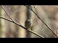 野鳥動画　「ビンズイ」