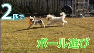 ボール遊び【2匹】