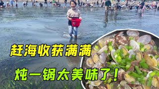 日本公園趕海，收穫滿滿，海參蛤蜊一鍋燉，給日本老公嚐嚐鮮