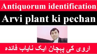 اروی کے پودے کی پہچان||arwi ka plant|आरवी की पहचान