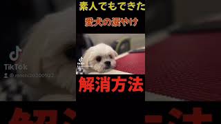 【白いわんこ必見】簡単！犬の涙やけを改善する方法 詳細はメインチャンネル #shorts