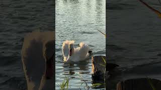 Лебедь 🦢 Лёнечка спешит на ужин 🫶🥣🦢 #bird #swans #birds #nature