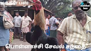 பொள்ளாச்சி சேவல் சந்தை #கோழி