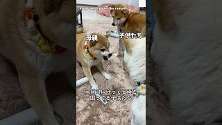 キレる母親と見守る子供たち😂　#柴犬　#犬　#おもしろ #犬のいる暮らし #かわいい