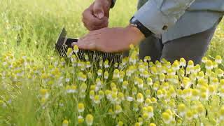 Chamomile harvest vid