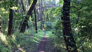 風の松原　日本一の松林  (KAZE NO MATSUBARA: The Largest Pines Forest in Japan)