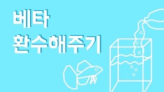 애완물고기 베타환수해주기(feat.나이 든 자얀빅이어 활발이) Betta fish change the water