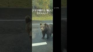 クマにも凶暴or愛くるしいあるよね