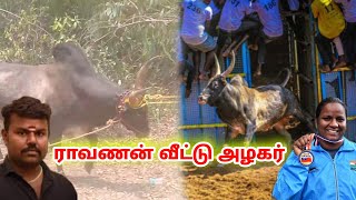 ராவணன் வீட்டு அழகர்||SI அனுராதா மாடு||தலைவன் ரொம்ப கோவத்துல இருக்கான் பாத்து  புடுச்சுடு போங்க