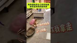 狗狗用自己的旧窝换邻居狗狗的新窝，动作丝滑流畅，理由恰当又充分#dog #cute  #animals #pets