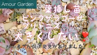 【多肉植物】葉挿し苗、ピンクザラゴーサ、プリドニス大きくしたい！植え替え！#Amour Garden