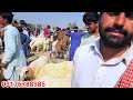 فریش ویڈیو اتوار بازار ناڑی فارم سستی منڈی اچھے جانور مندر مندرشیپ malik imran got farm