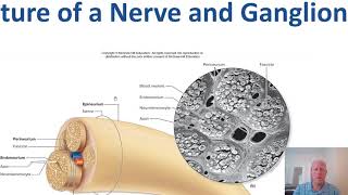 BIO 246 A\u0026P Ch 12.1-12.2 Introduction to Nervous System and Neurons - Concordia Irvine - Prof Baines