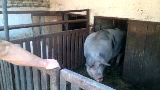 Porc de casa aproximativ 400 kg ( ARAD ,  sat Felnac )