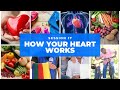 How Your Heart Works