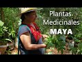 La Mujer de la Medicina Maya Explica Principios de las Plantas Medicina