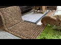 rabbit napping in the tunnel