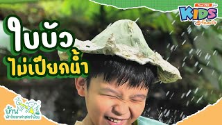 ใบบัวไม่เปียกน้ำ | บ้านนักวิทยาศาสตร์น้อย